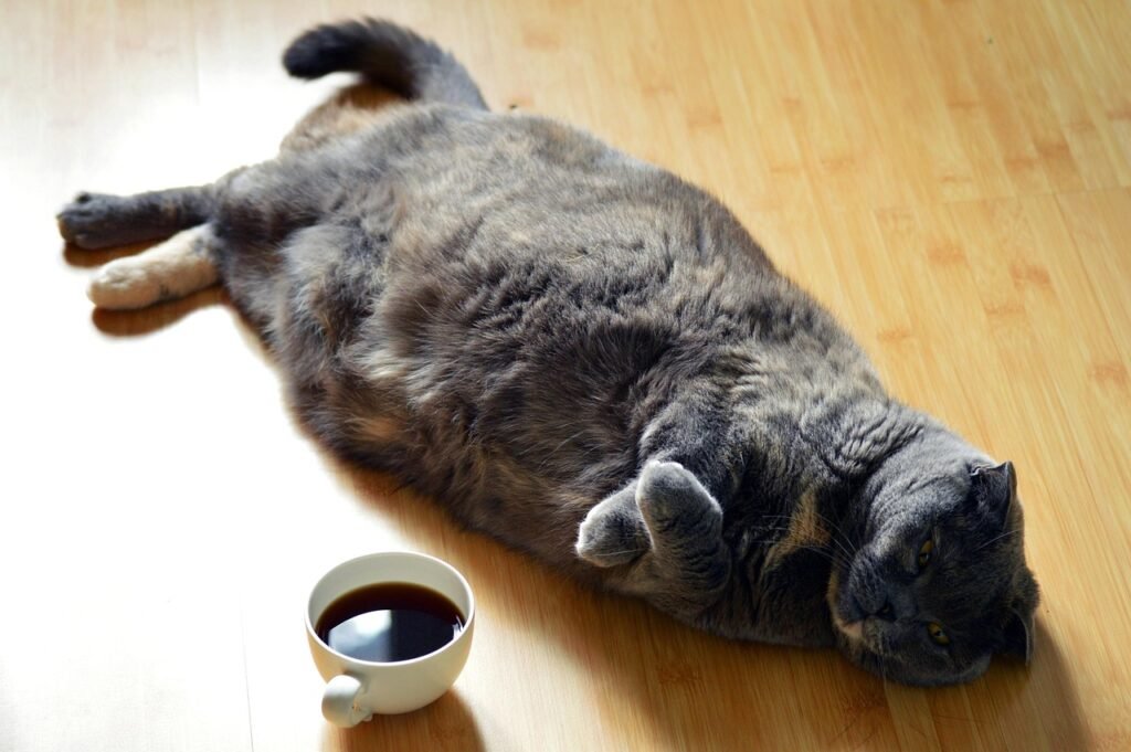 cat, dark, coffee, lazy, lying, wood, wooden, floor, scottish, fold, fat, cup, pet, furry, adorable, fun, gray, coffee cup, animal, cute, domestic, mammal, tired, cute animals, funny, playful, kitty, funny cat, cute cat, charming, fluffy, white, beast, lazy, fat, fat, fat, fat, nature, fat, funny cat, funny cat