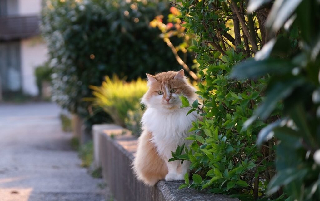 cat, feline, mammal, long hair, animal, domestic cat, pet, domestic animal, cat, cat, cat, cat, cat