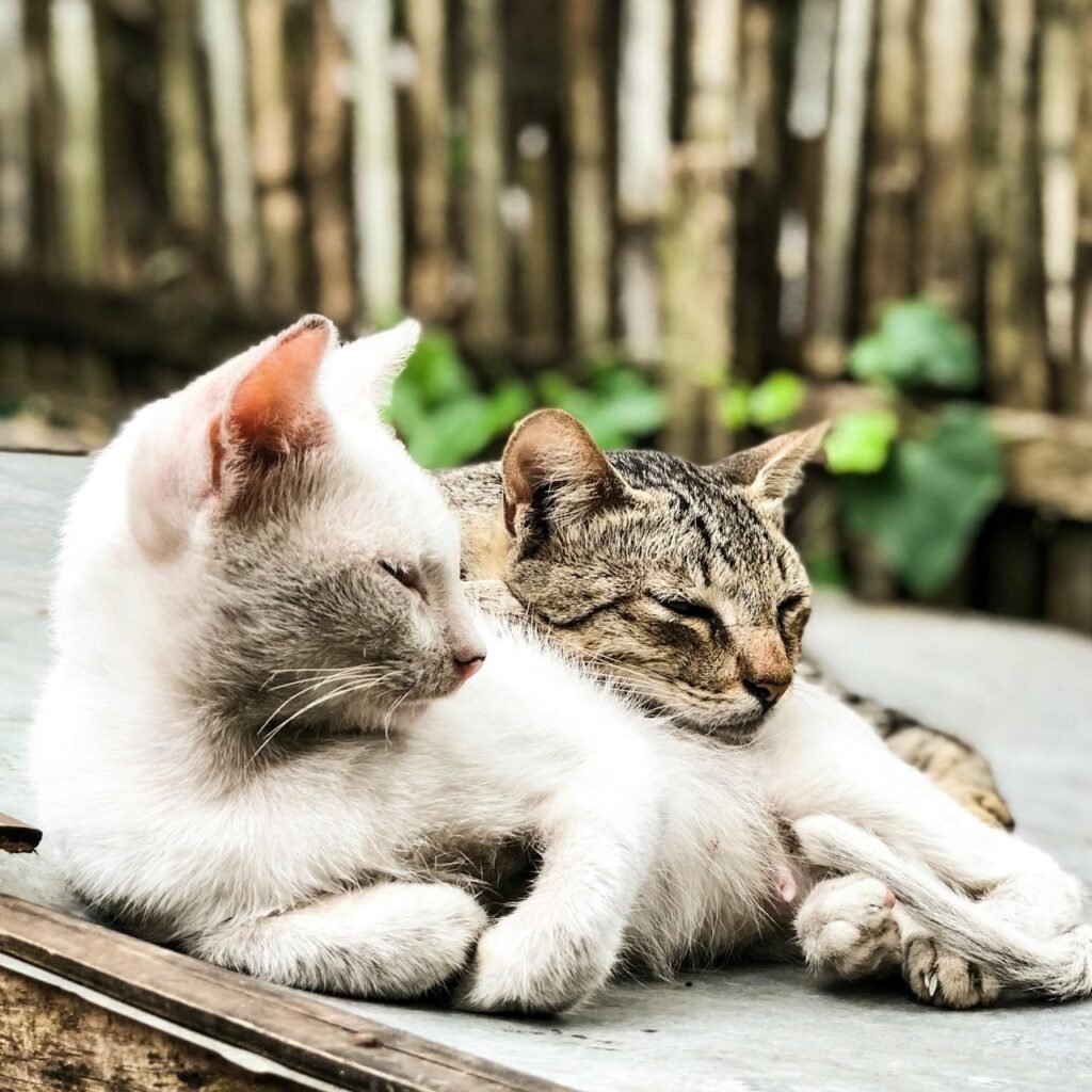 Two domestic cats napping peacefully in the sun, showcasing feline comfort and companionship.