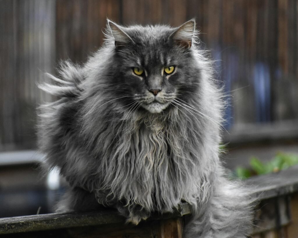 cat maine coon