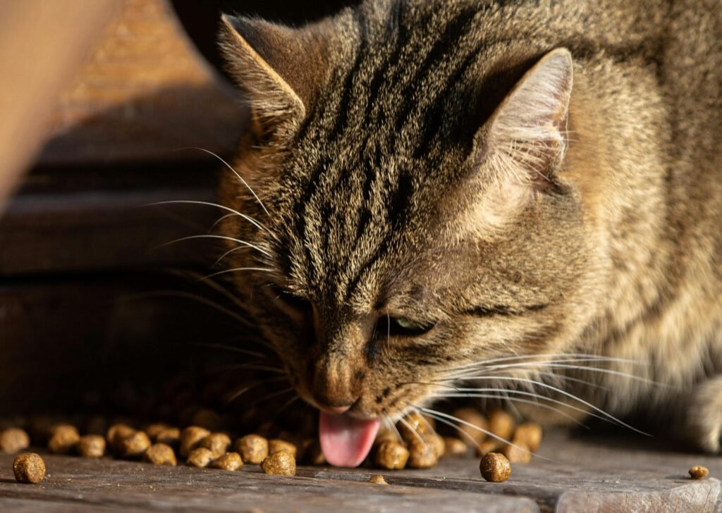 Cute tabby cat eating dry kibble, close-up view highlighting its whiskers.