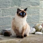 A Siamese cat with striking blue eyes sitting on a stone path outdoors.