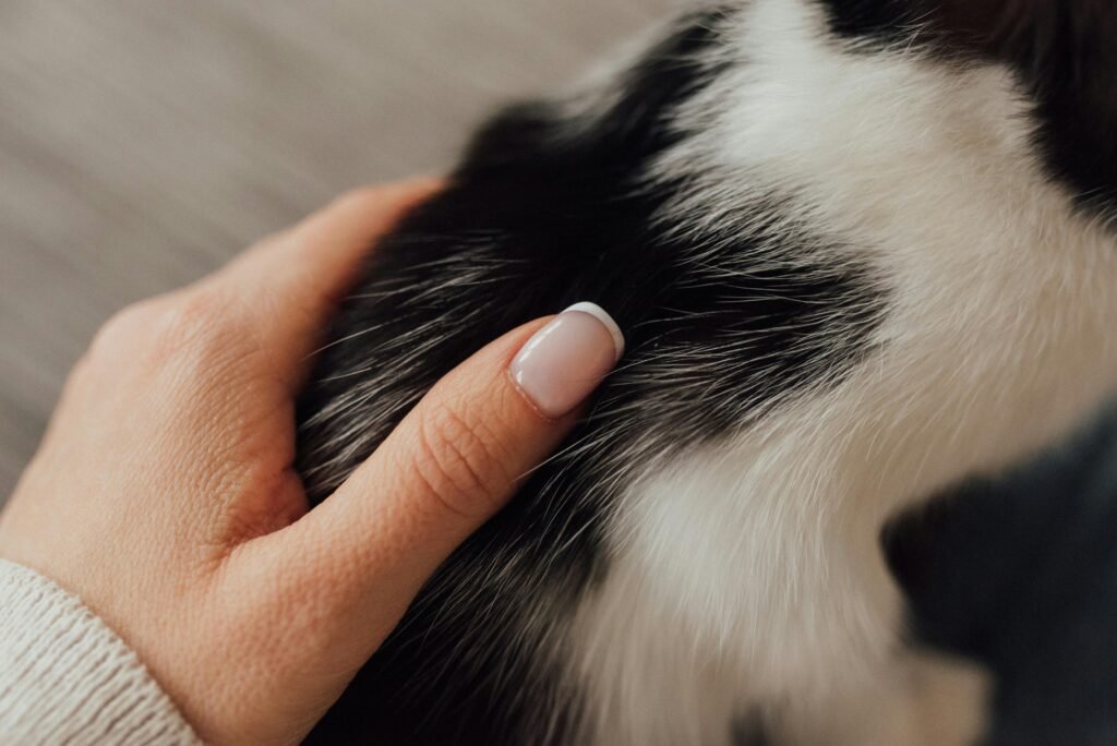 Close-up of a hand gently touching a cat's fur, conveying warmth and comfort.